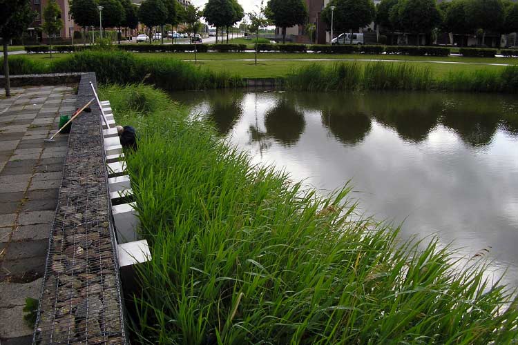 Onderhoud in de Gemeente Hellevoetsluis. Verwijderen riet vóór het beeld Ravenspark.